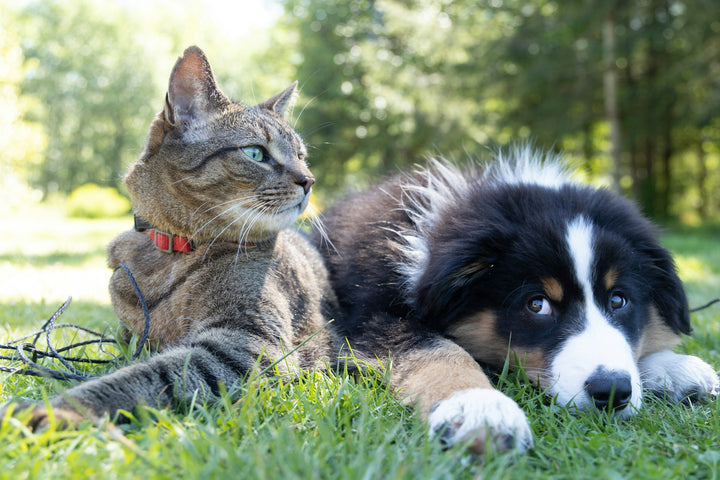 Everything Pets