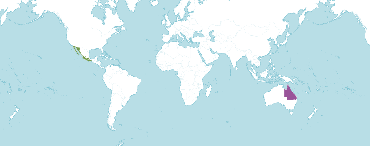 A map of the world showing where blue agave is native and introduced to