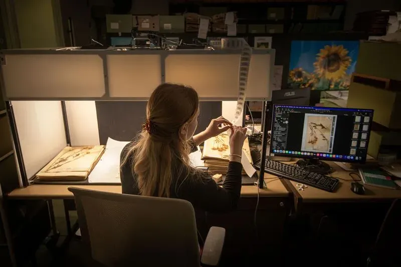 Archivist digitises a plant specimen at the Kew Gardens Digitisation Project