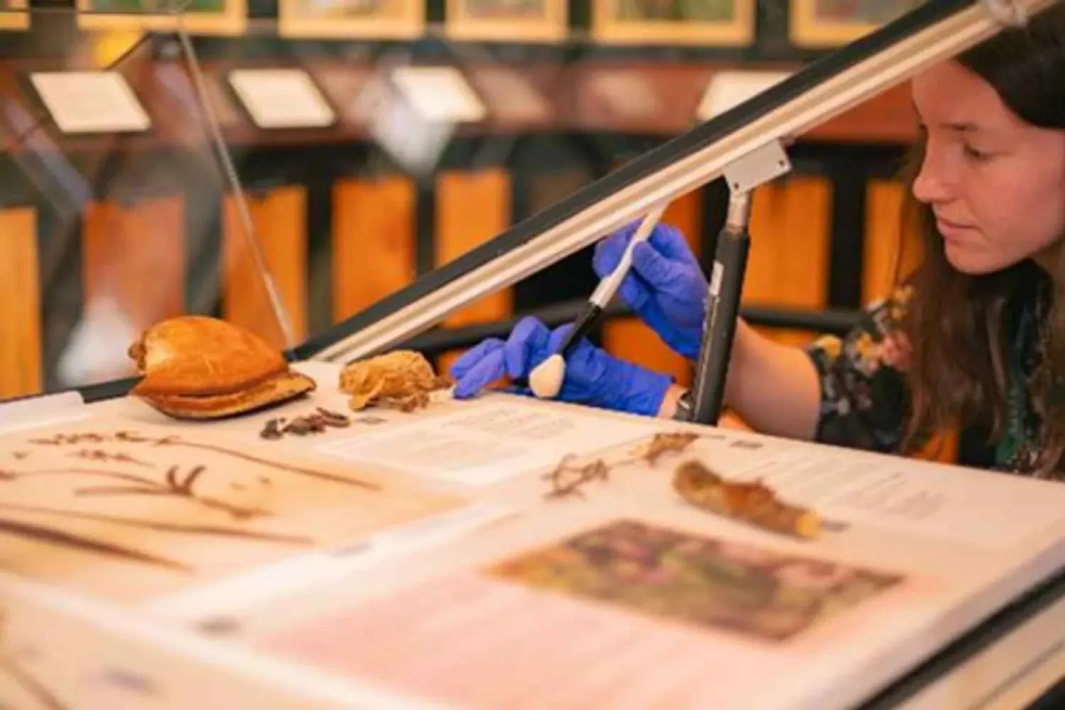 Internship student looks at herbarium specimens