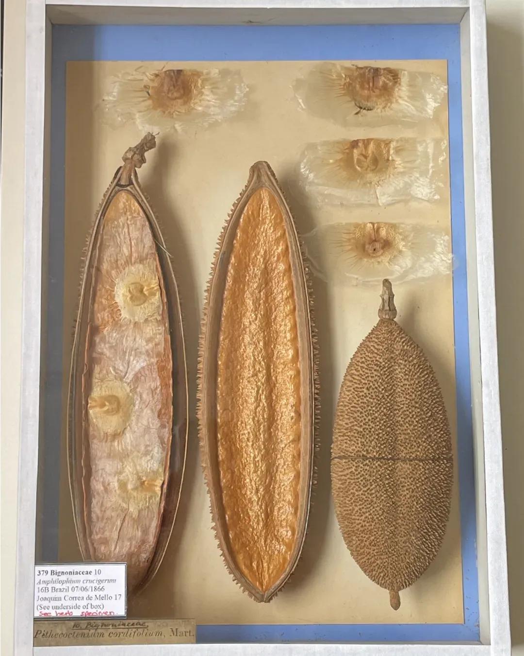 A boxed specimen of Amphilophium crucigerum (Monkey’s comb) fruit and its seeds, from the Bignoniaceae family, displayed on blue and yellow card under a labelled glass lid. 