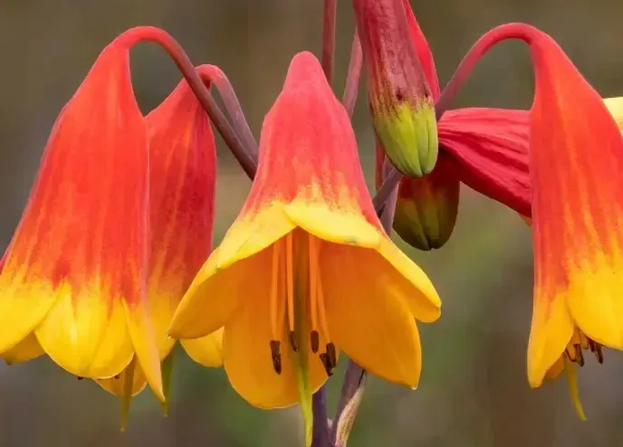 Red and yellow bell-shaped flowers
