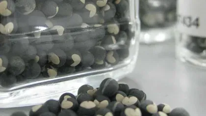 Love in a puff seeds