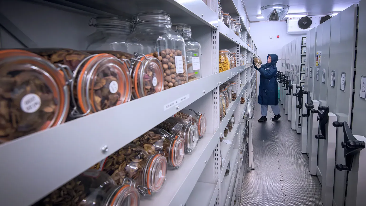 A person in a big blue coat stores seeds inside the Kew Millennium Seed Bank
