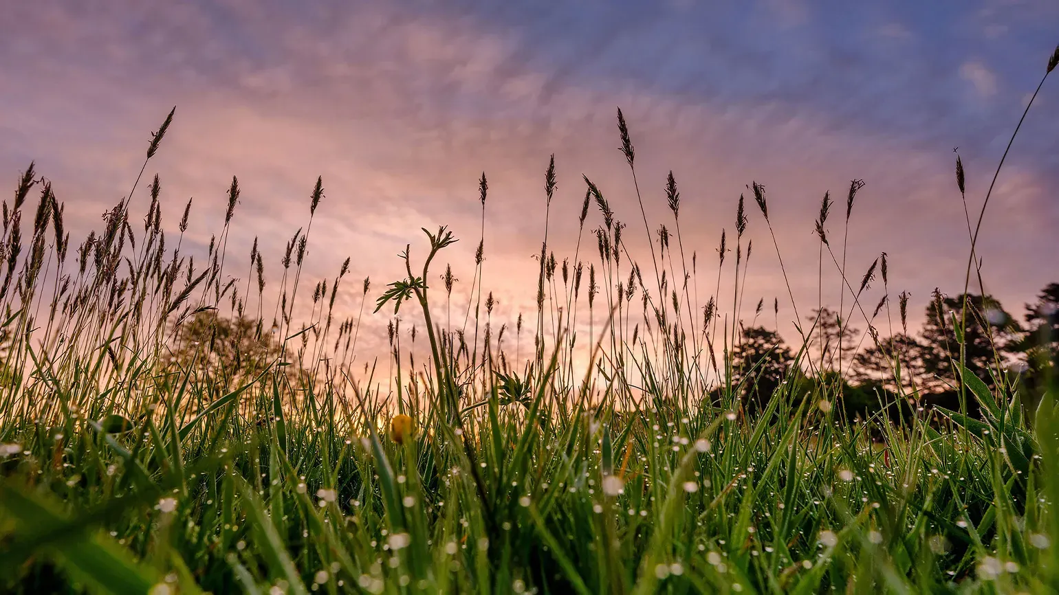 Close-up view of dewy grass with tall seed heads against a colourful sunrise sky, with silhouettes of trees in the background.