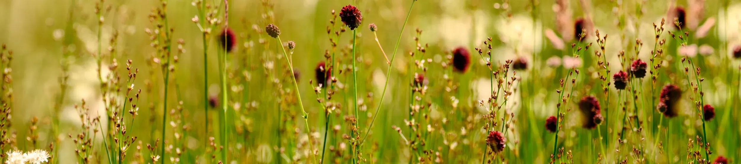 A Wakehurst meadow with tall red flowers and many green grasses