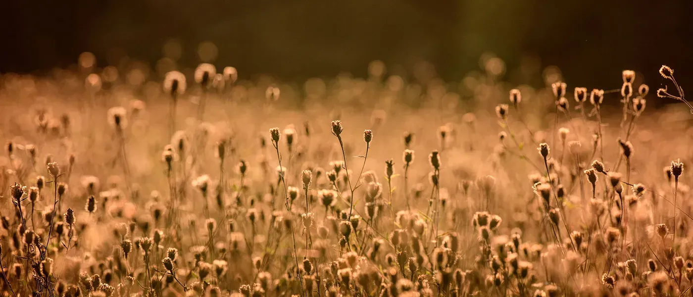 A meadow in late summer light