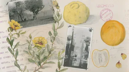 A banner showing photos of persia and persian botanical illustrations