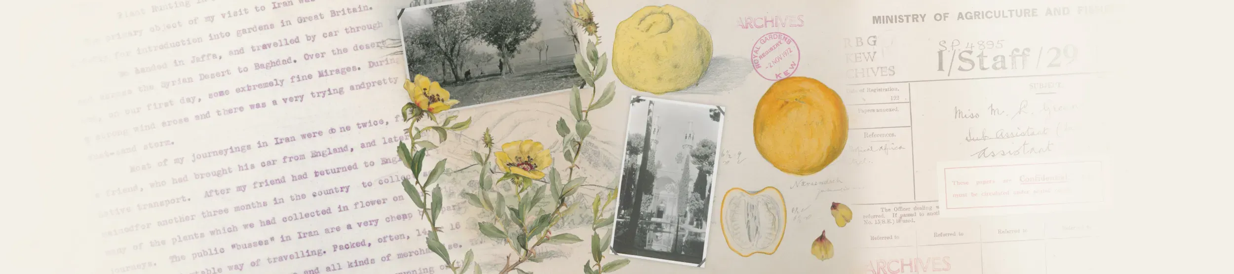 A banner showing photos of persia and persian botanical illustrations