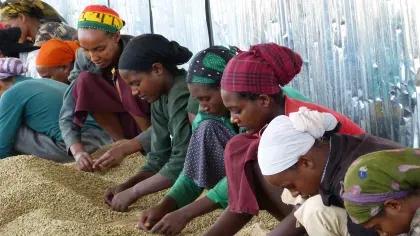 Coffee farmers looking at coffee beans