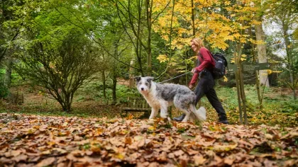 woman walking dog through autumn leaves