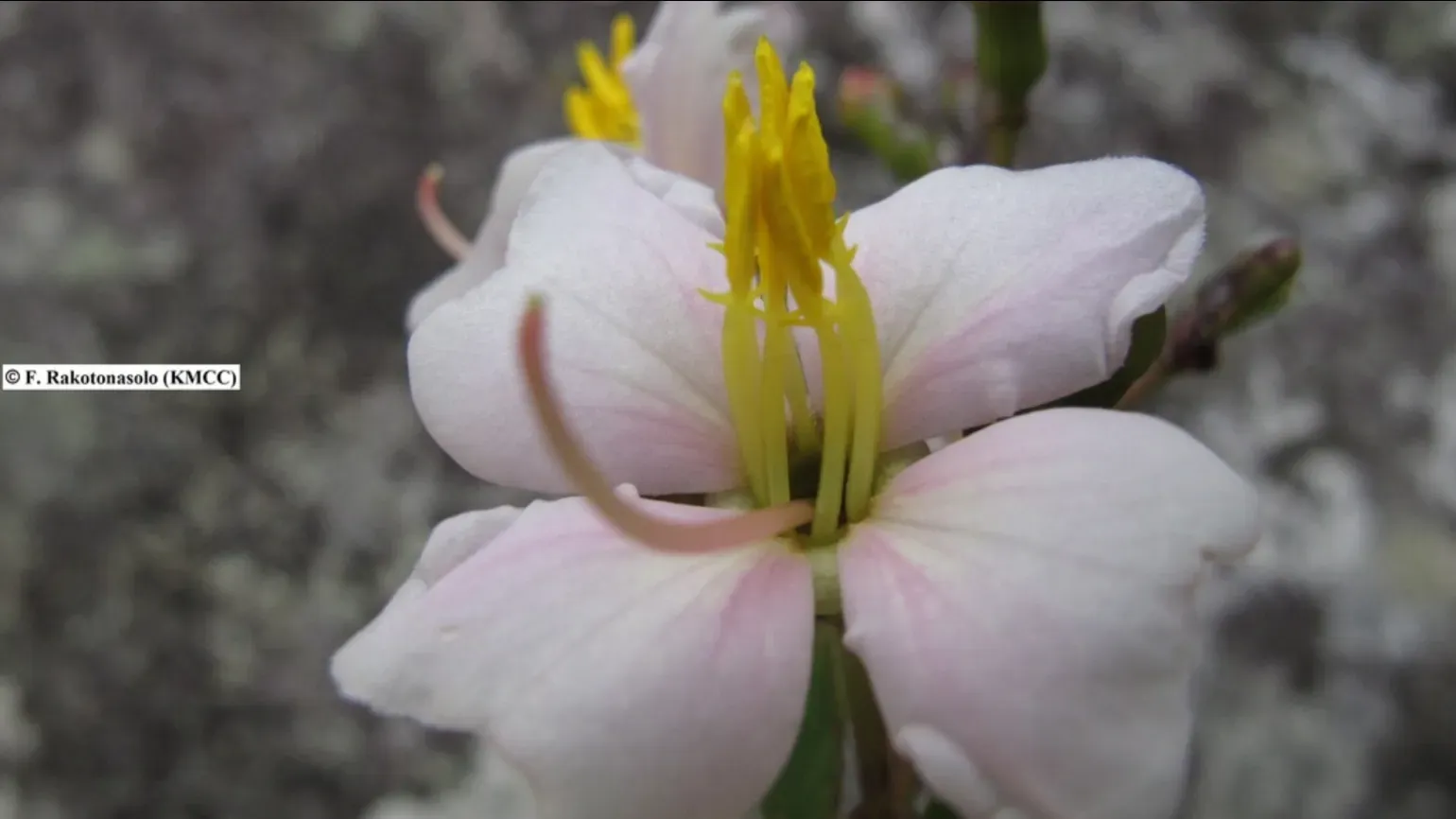 Several white and pale yellow star-shaped orchids with long spurs growing among glossy green leaves in a humid forest.
