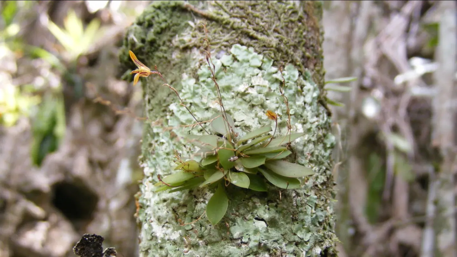 A small epiphytic orchid with slender green leaves and tiny orange flowers growing on lichen-covered tree bark in a forest.
