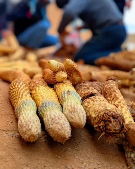 A dense spike of pale yellow and white tubular flowers with purple tips emerging from sandy desert ground under a clear sky.
