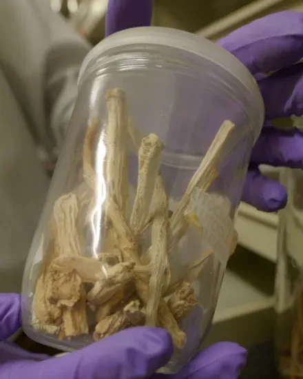 Dried ginseng preserved in a specimen jar