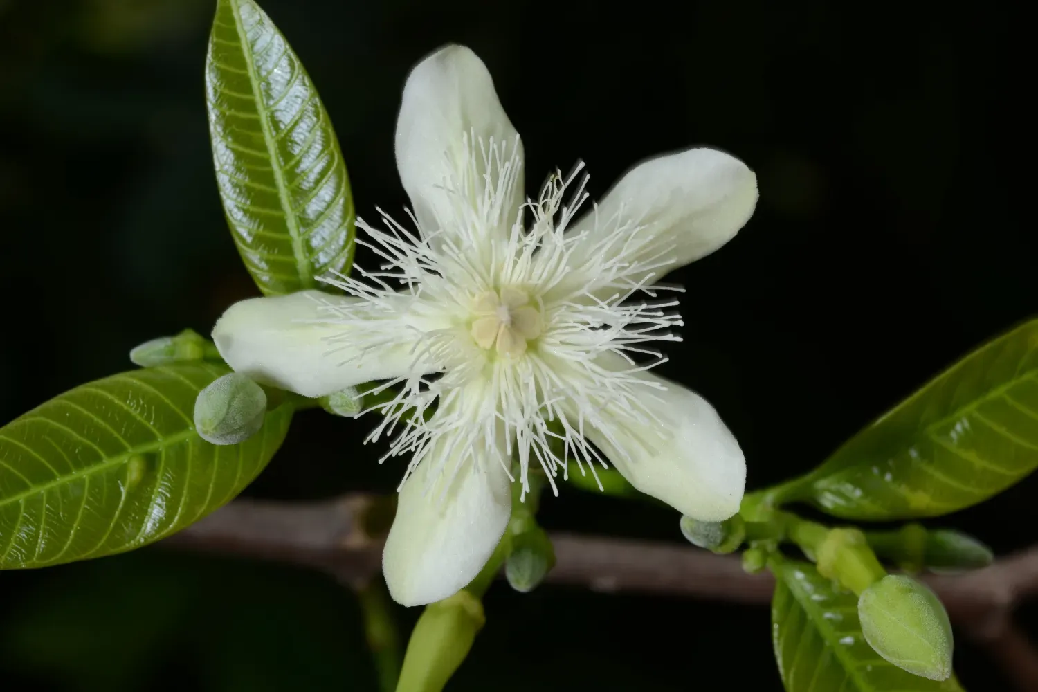  Wrightia sirikitiae is a small tree only known from Thailand
