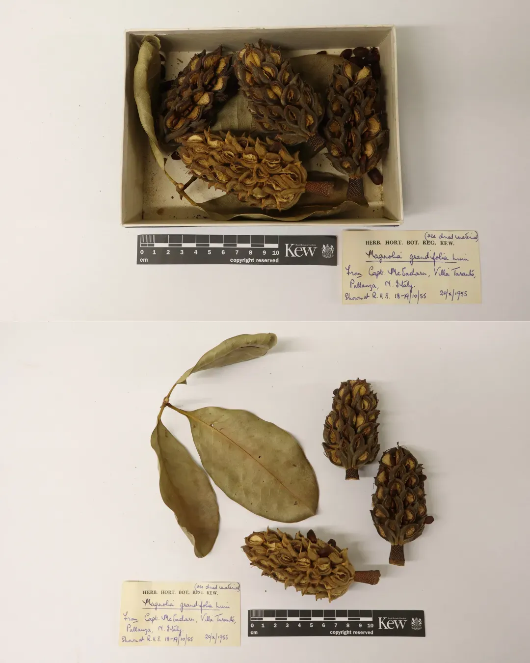 Three Magnolia grandiflora fruits laid out next to three leaves from the plant and a handwritten collection label