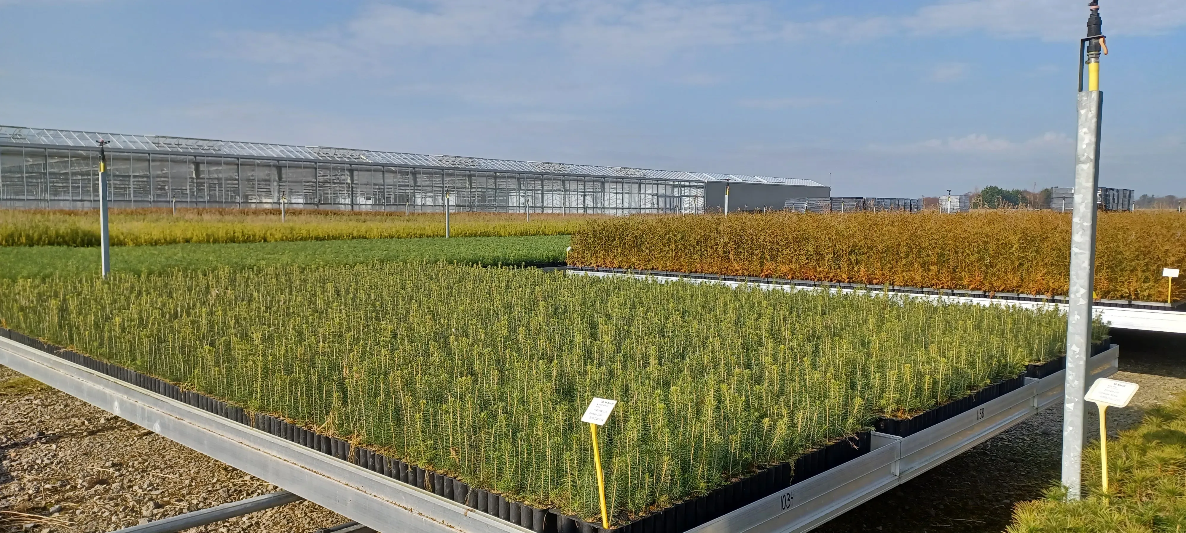 A bed of tree seedlings in a nursery