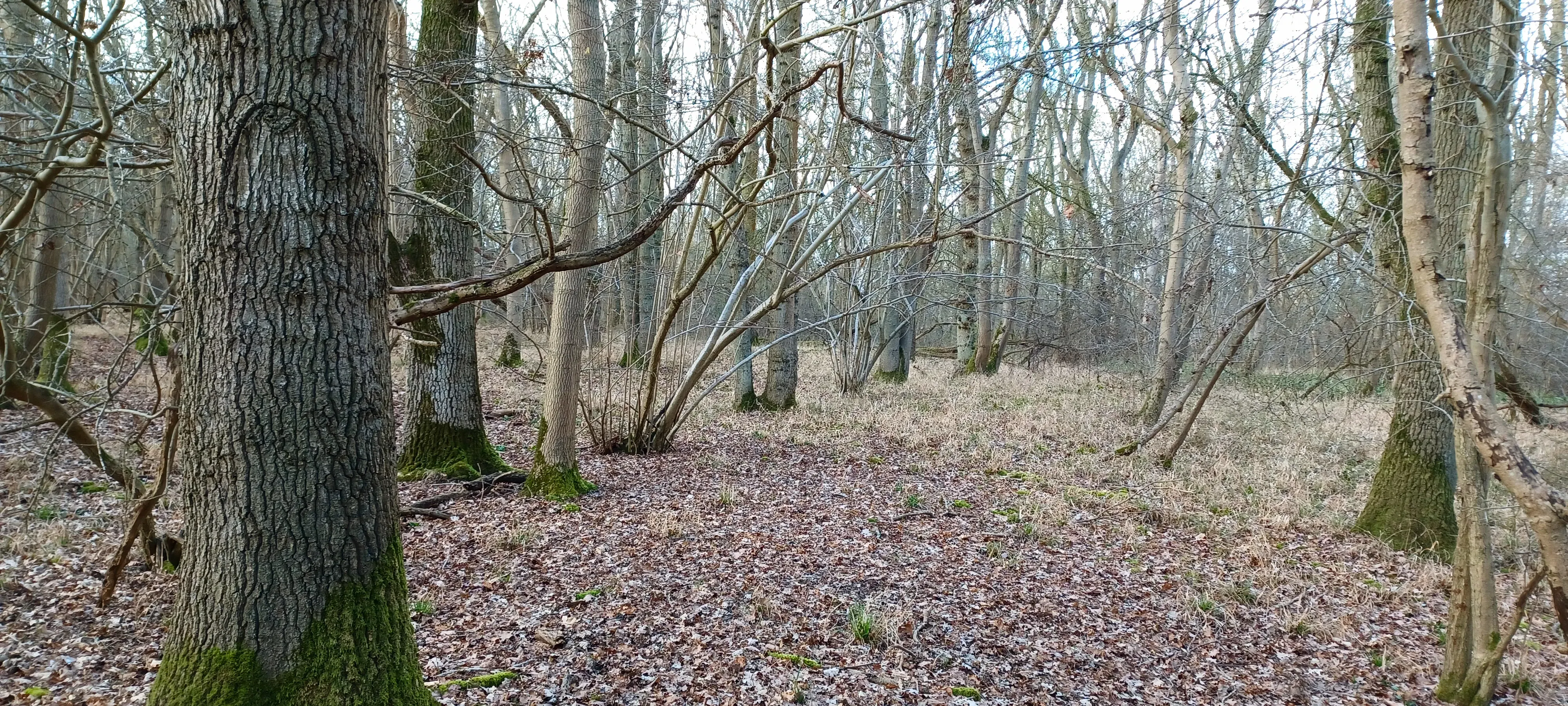 A woodland of large, old trees