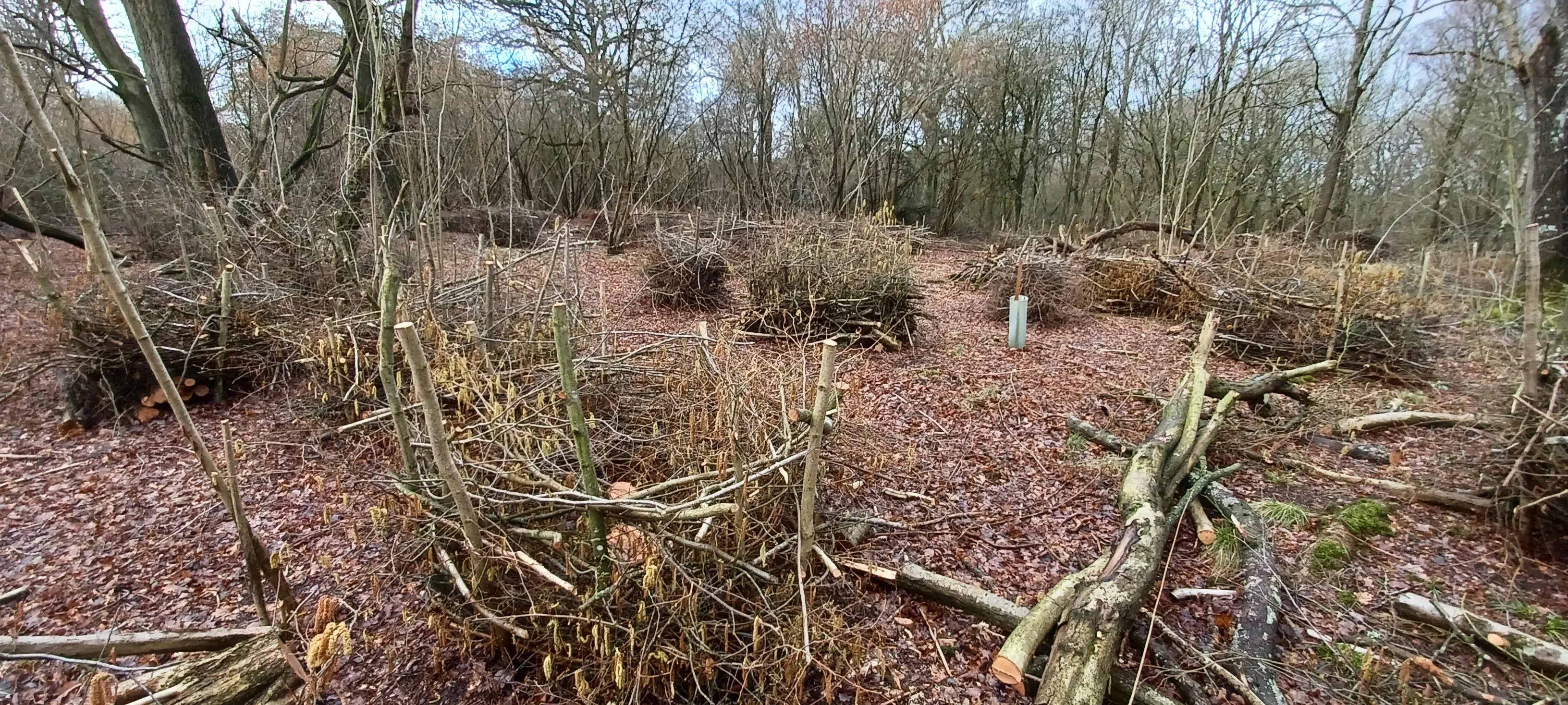 A woodland with small areas fenced off by willow fencing