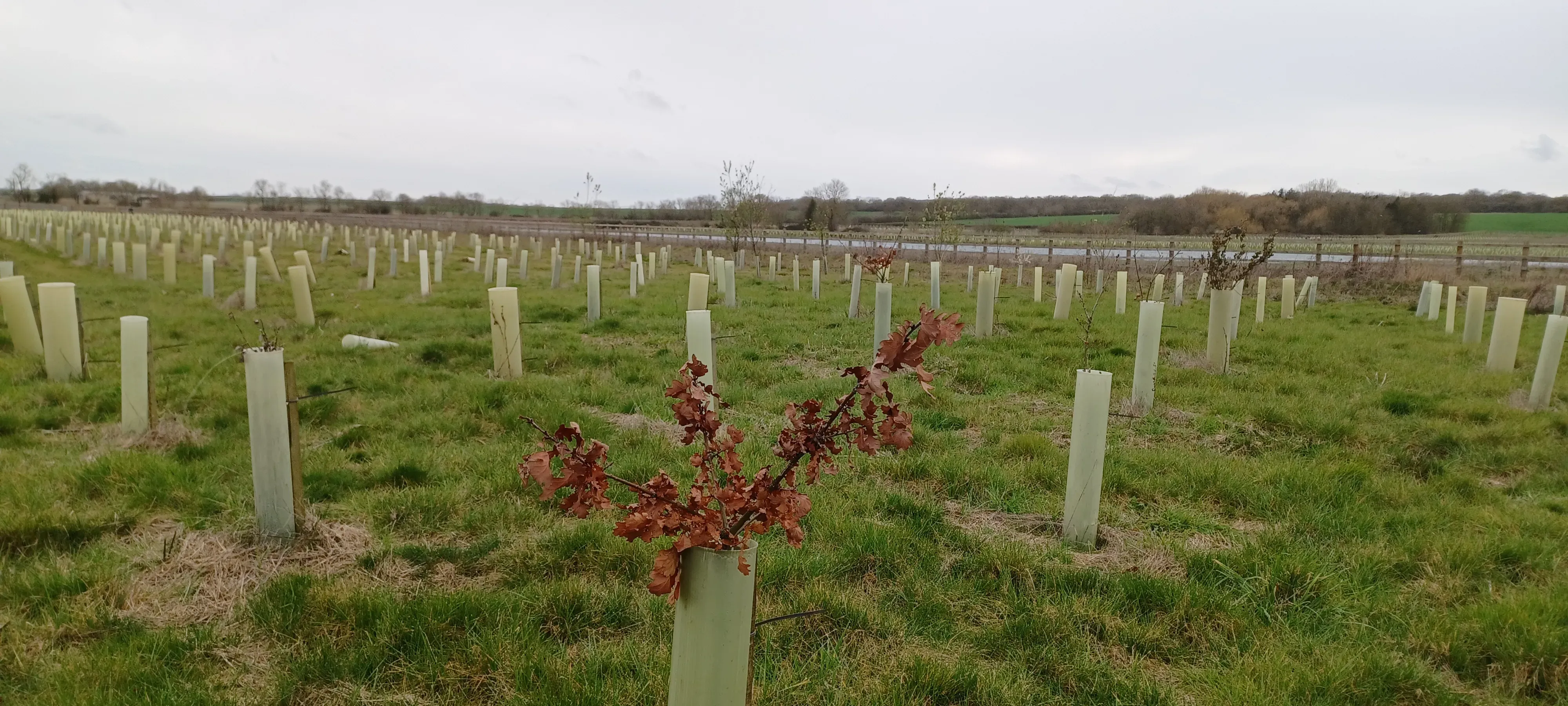 Rows of planted, dying saplings