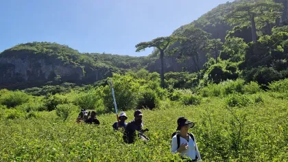 A field team walks through dense green vegetation with tall cliffs and forested hills in the background under a clear blue sky in Madagascar.