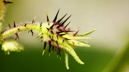 A flower bud of a Solanum 