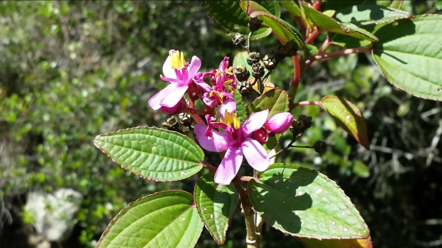 A flowering shrub with bright pink and purple blossoms and textured green leaves, growing in sunlight beside a stream in Madagascar.