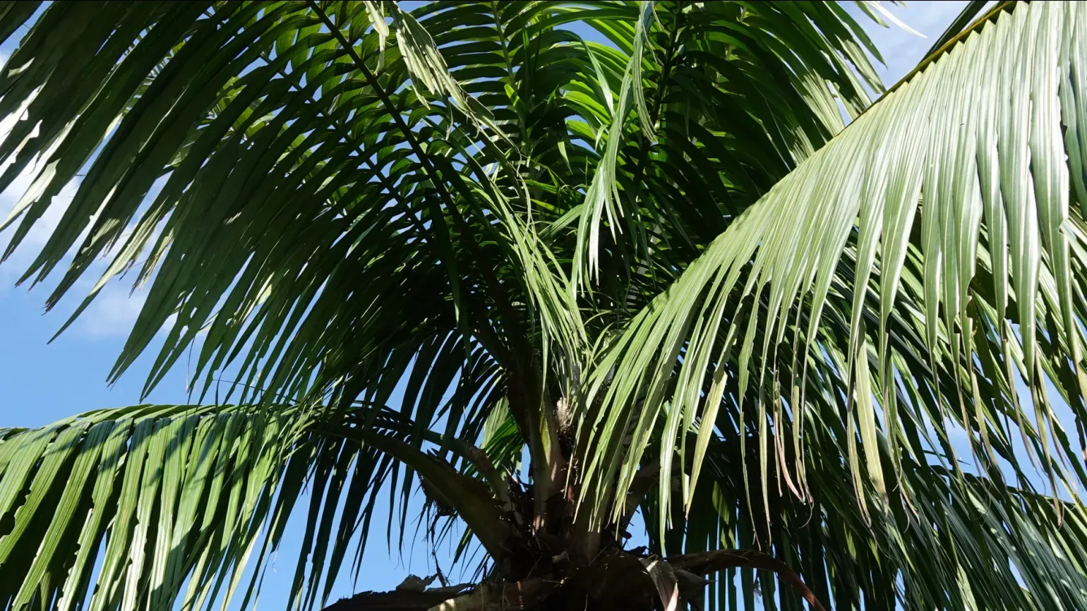 A tall palm with arching green fronds and a slender trunk, photographed from below against a blue sky.
