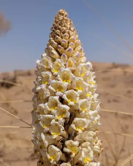 Several dried, cylindrical stems of a desert plant laid out on sandy ground with people working in the background.