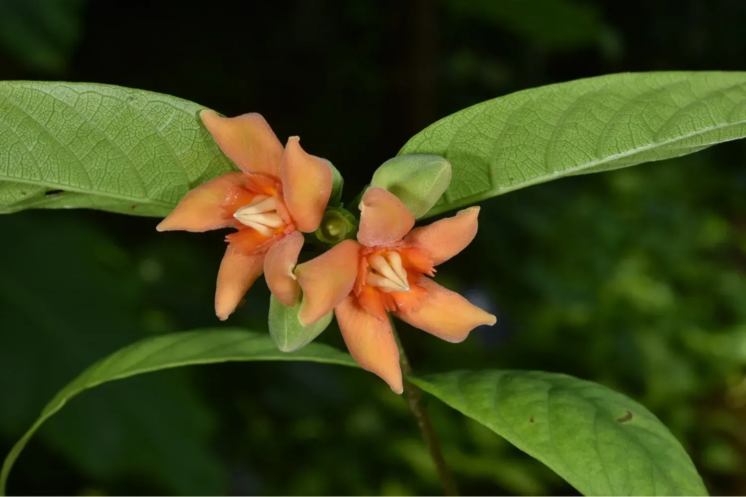 Wrightia poomae, recently described to science