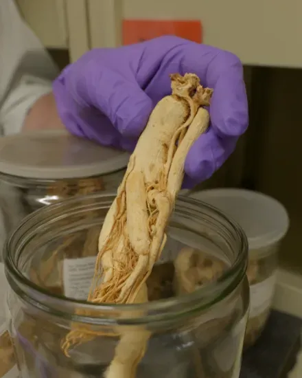 Dried ginseng preserved in a specimen jar