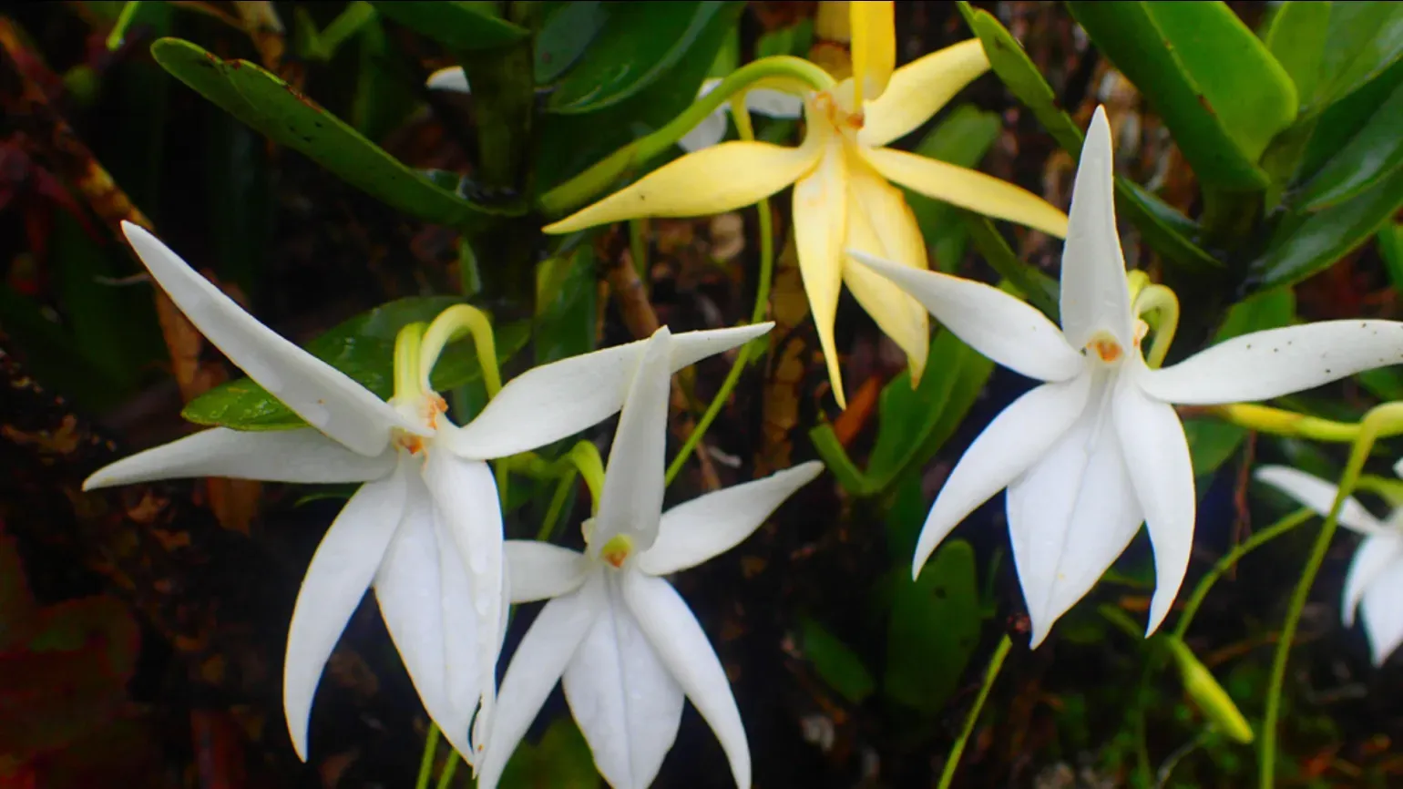 Several white and pale yellow star-shaped orchids with long spurs growing among glossy green leaves in a humid forest.