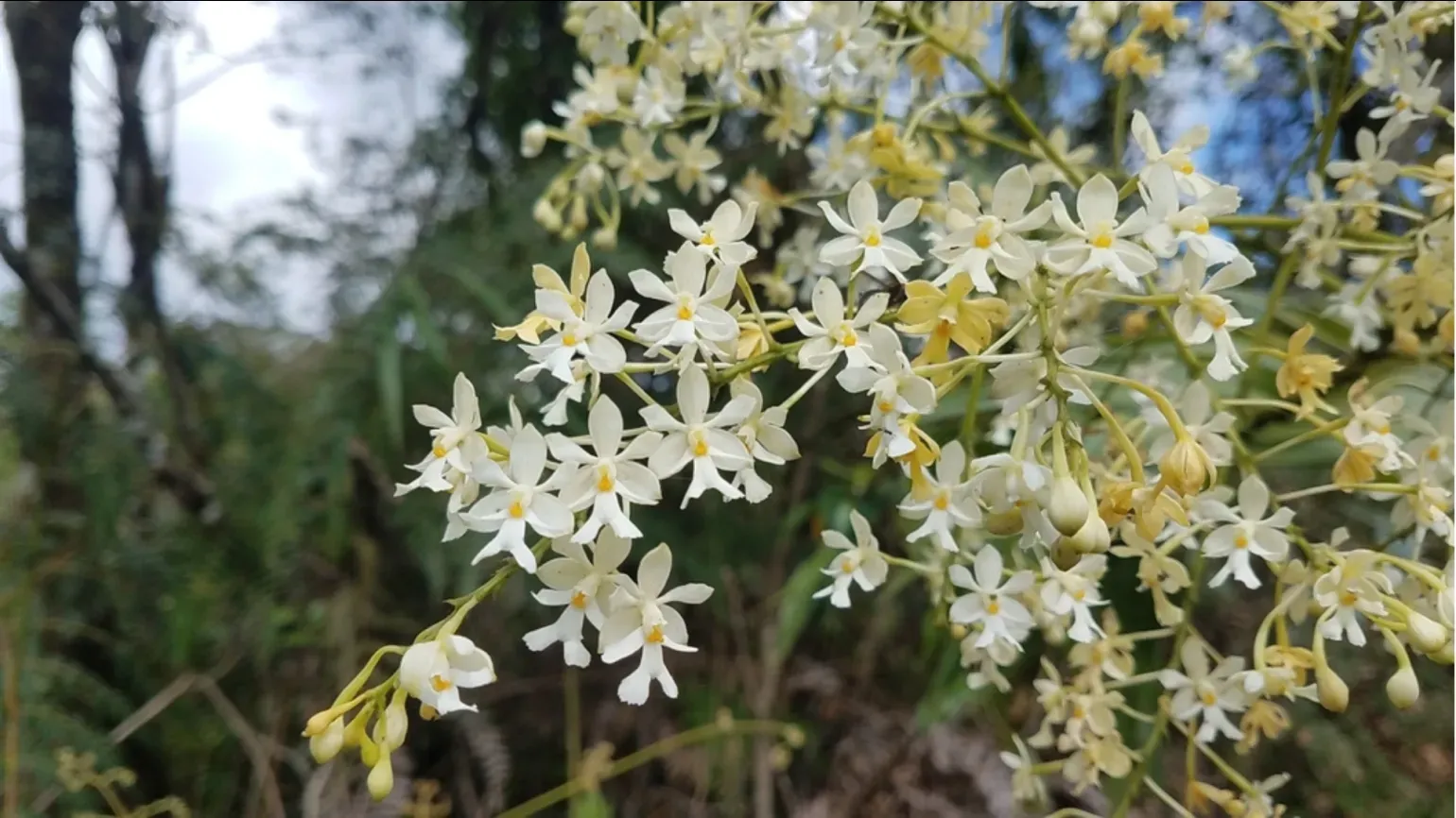 A cluster of small creamy white orchid flowers with yellow centres growing on a thin stem in a forest clearing.