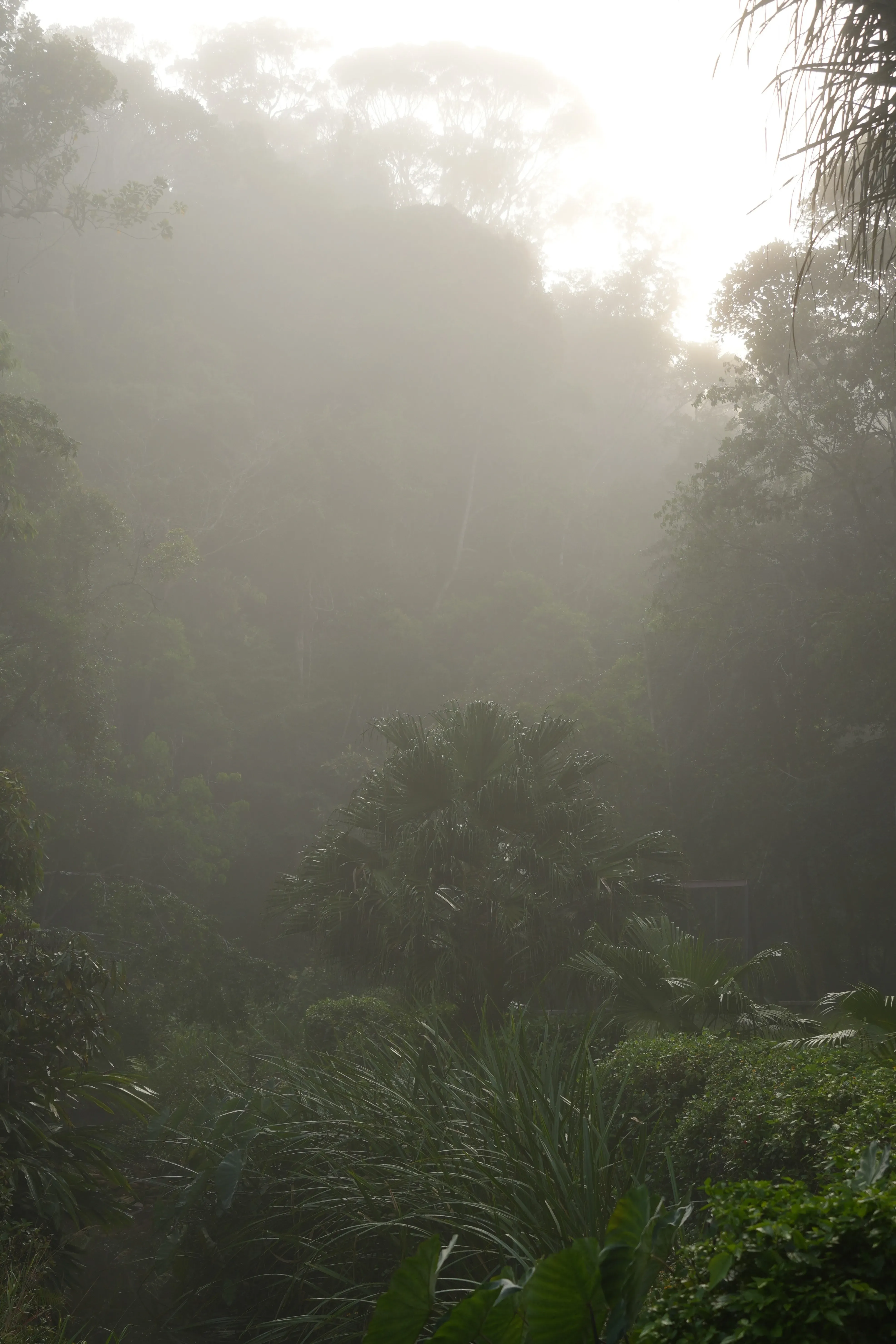 A foggy forest with trees
