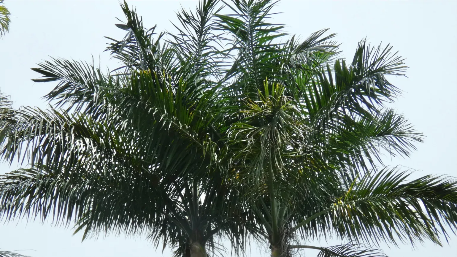 Tall palms with smooth grey trunks and large green fronds spreading against a bright sky.