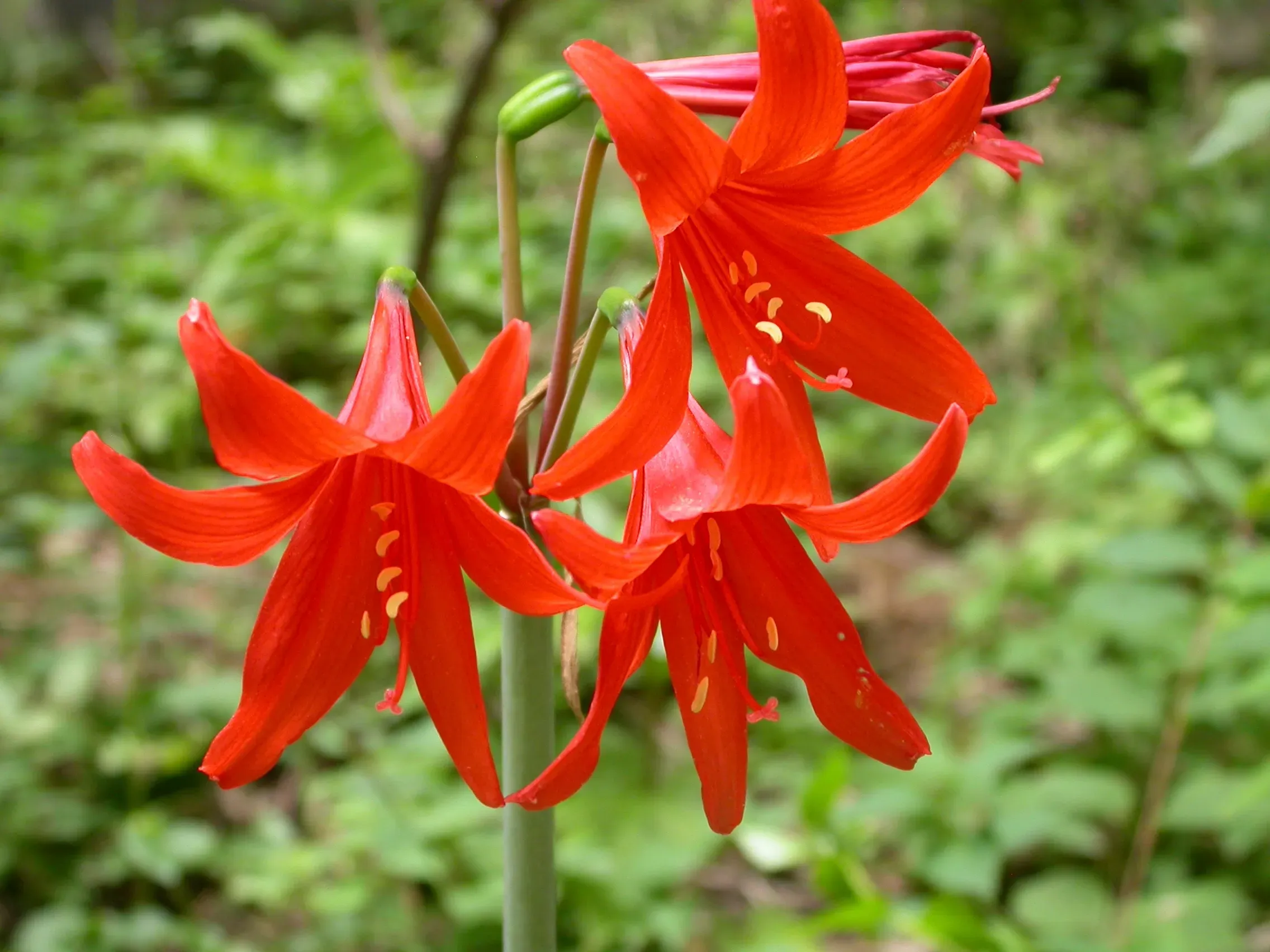 Hippeastrum mollevillquense