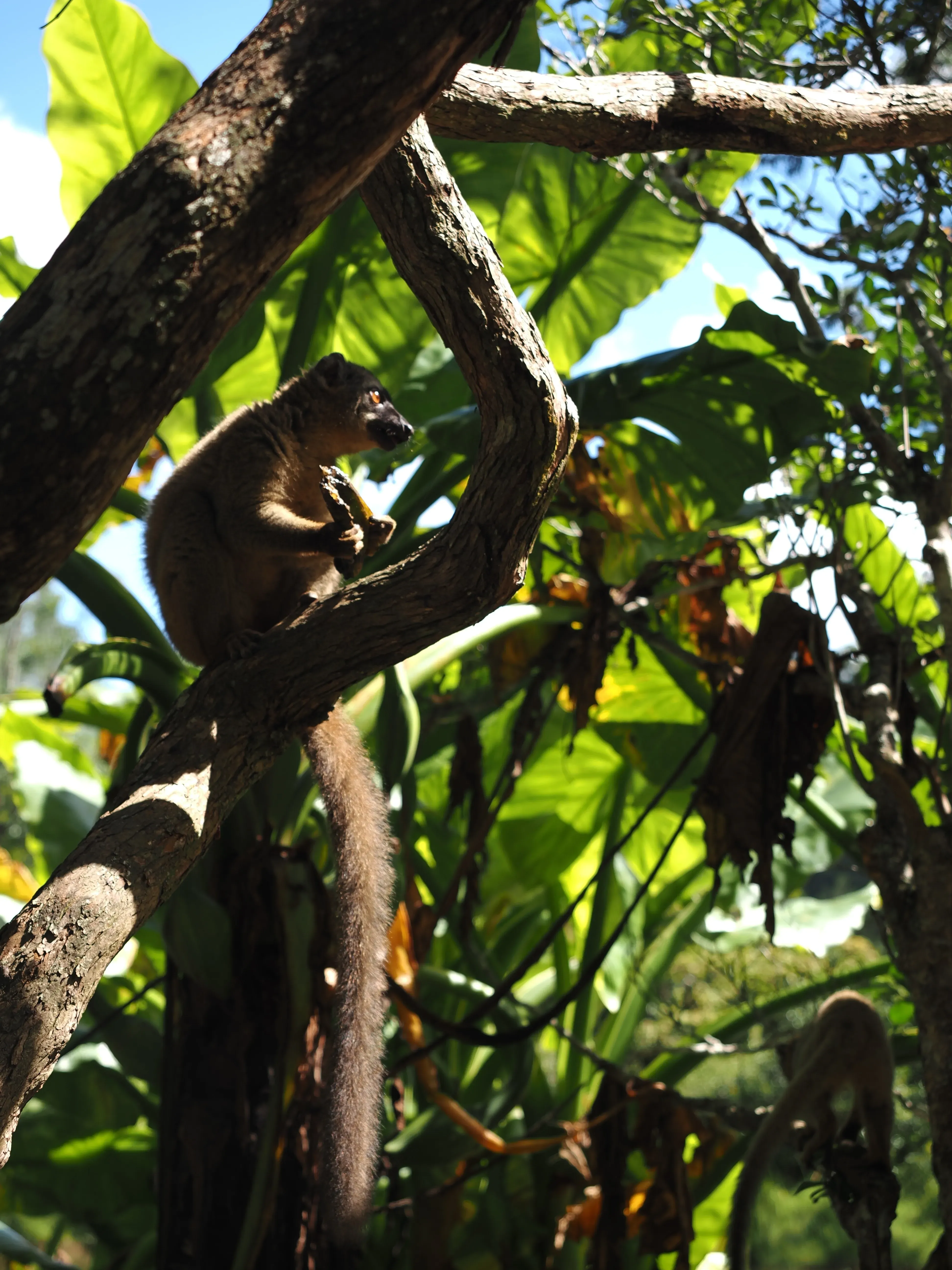 A lemur sitting on a tree branch