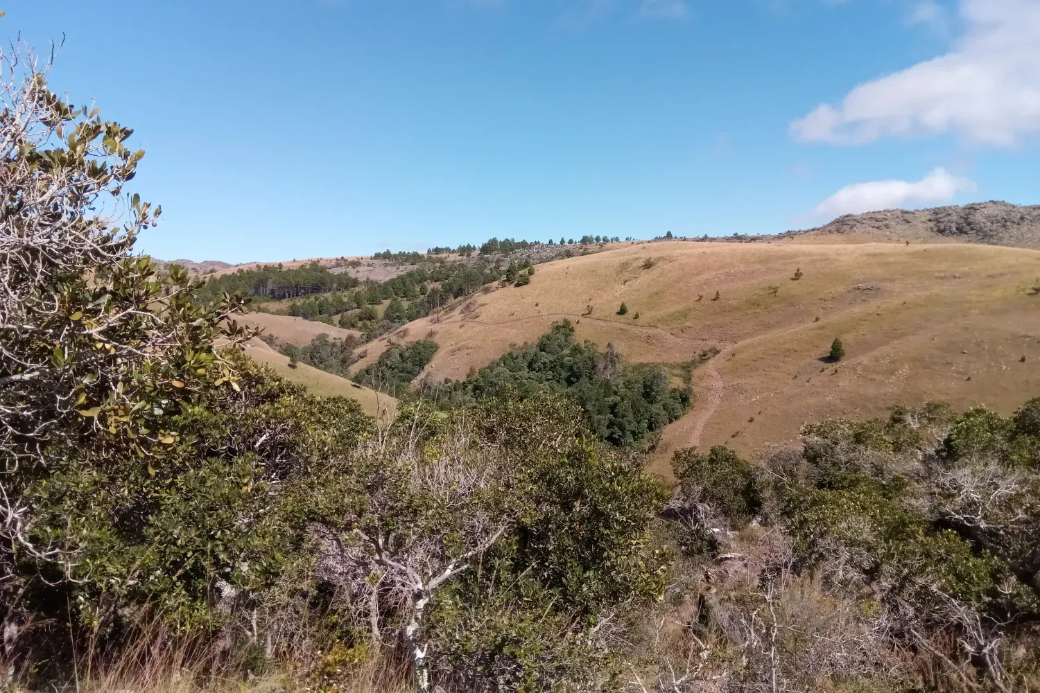 Rolling grassy hills with scattered shrubs and patches of forest under a clear blue sky in Madagascar’s central highlands.
