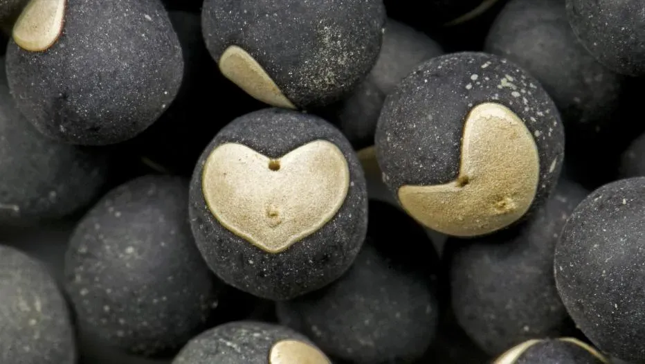 The Love in a puff seed 