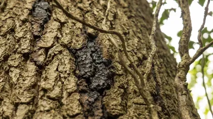 a blackened patch of oak bark shows disease