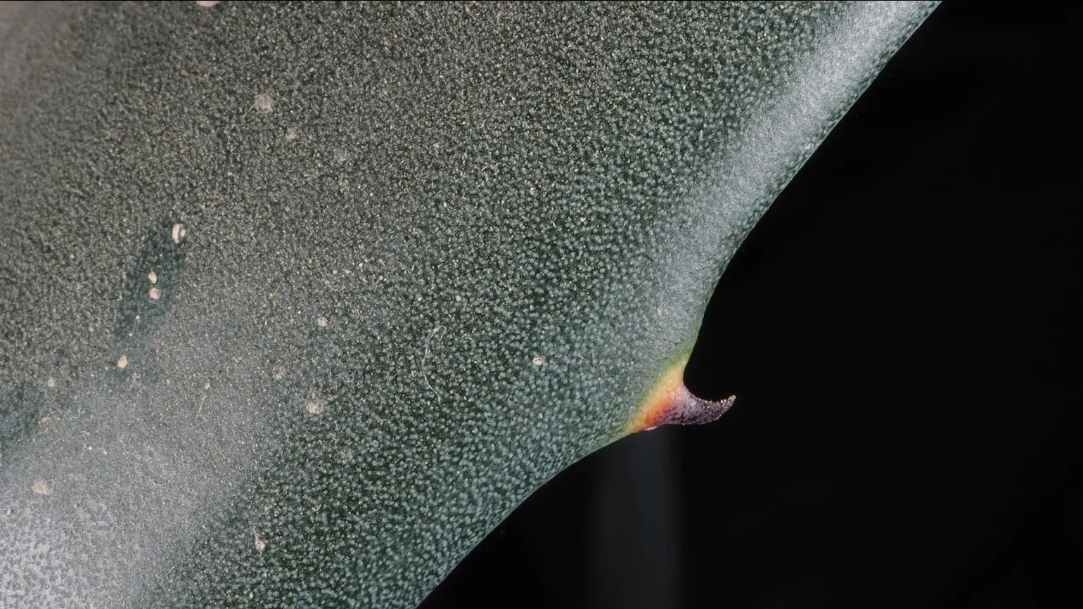 A close up shot of a spine on a thick fleshy leaf