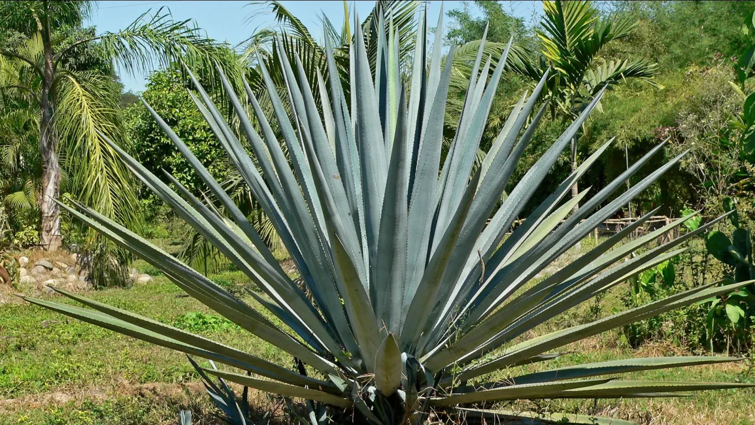 A large blue-green spikey plant