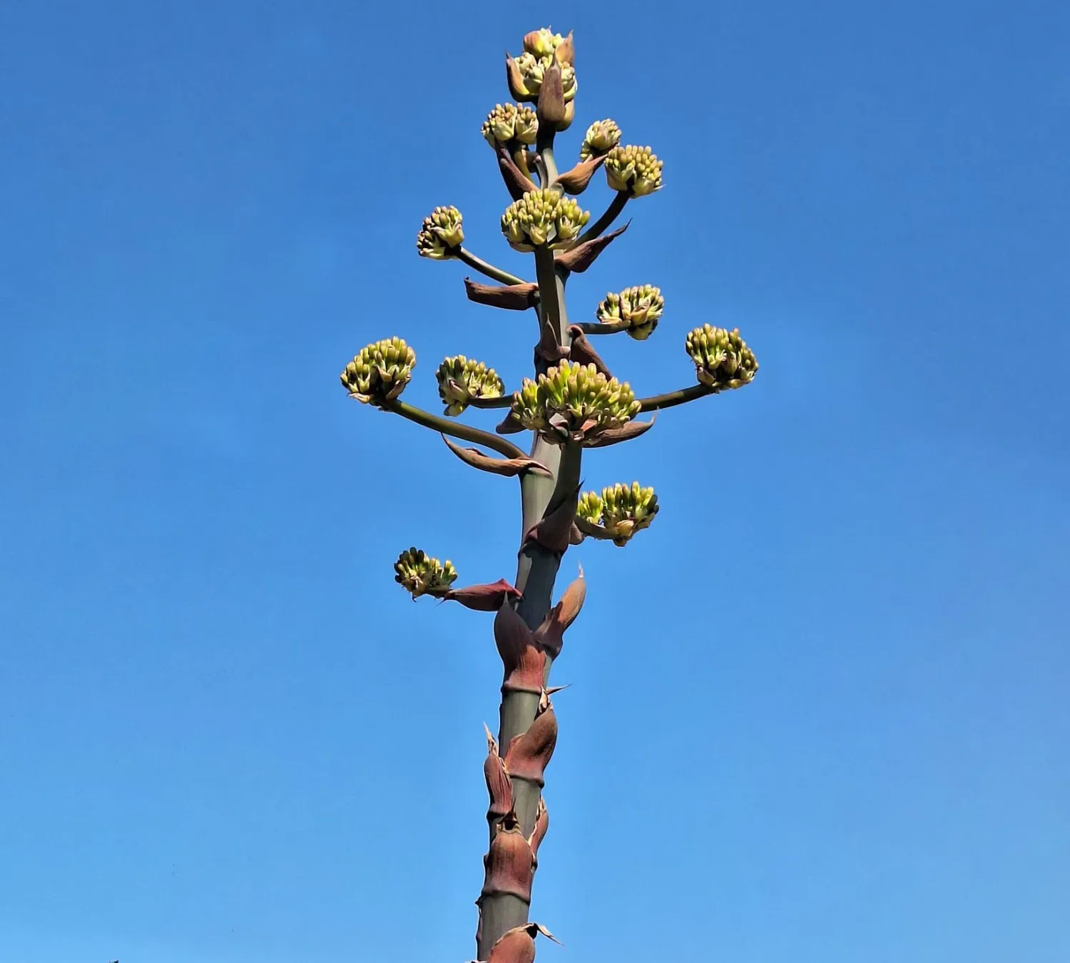 A agave plant sprouts flowers in small bundles from the top of a long stem.
