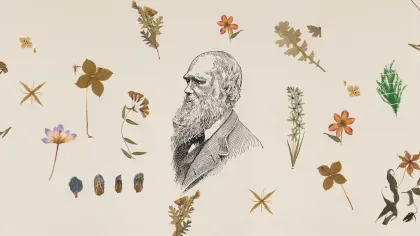 A drawing of Charles Darwin surrounded by herbarium specimens