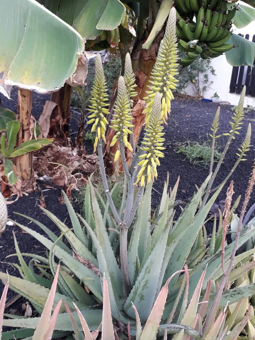 Aloe vera plant with succulent leaves with spiky edges and yellow flowers on vertical floral spikes