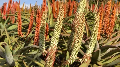Bright orange aloes 