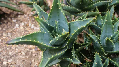  Aloe mitriformis