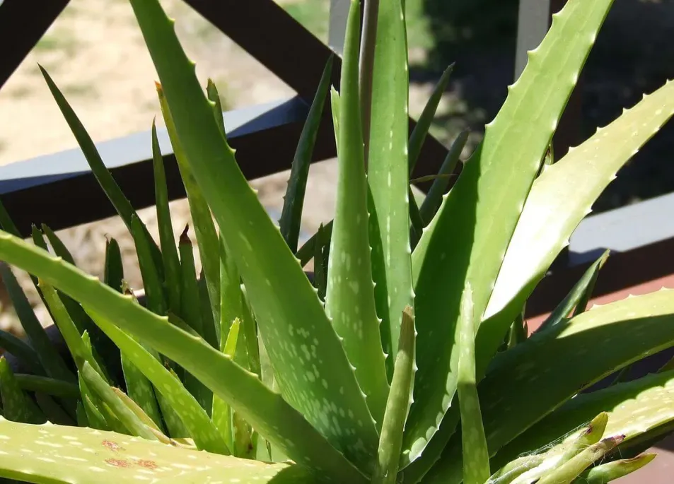 Green, succulent aloe vera leaves with toothed edges