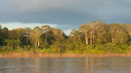 Amazon forest and river